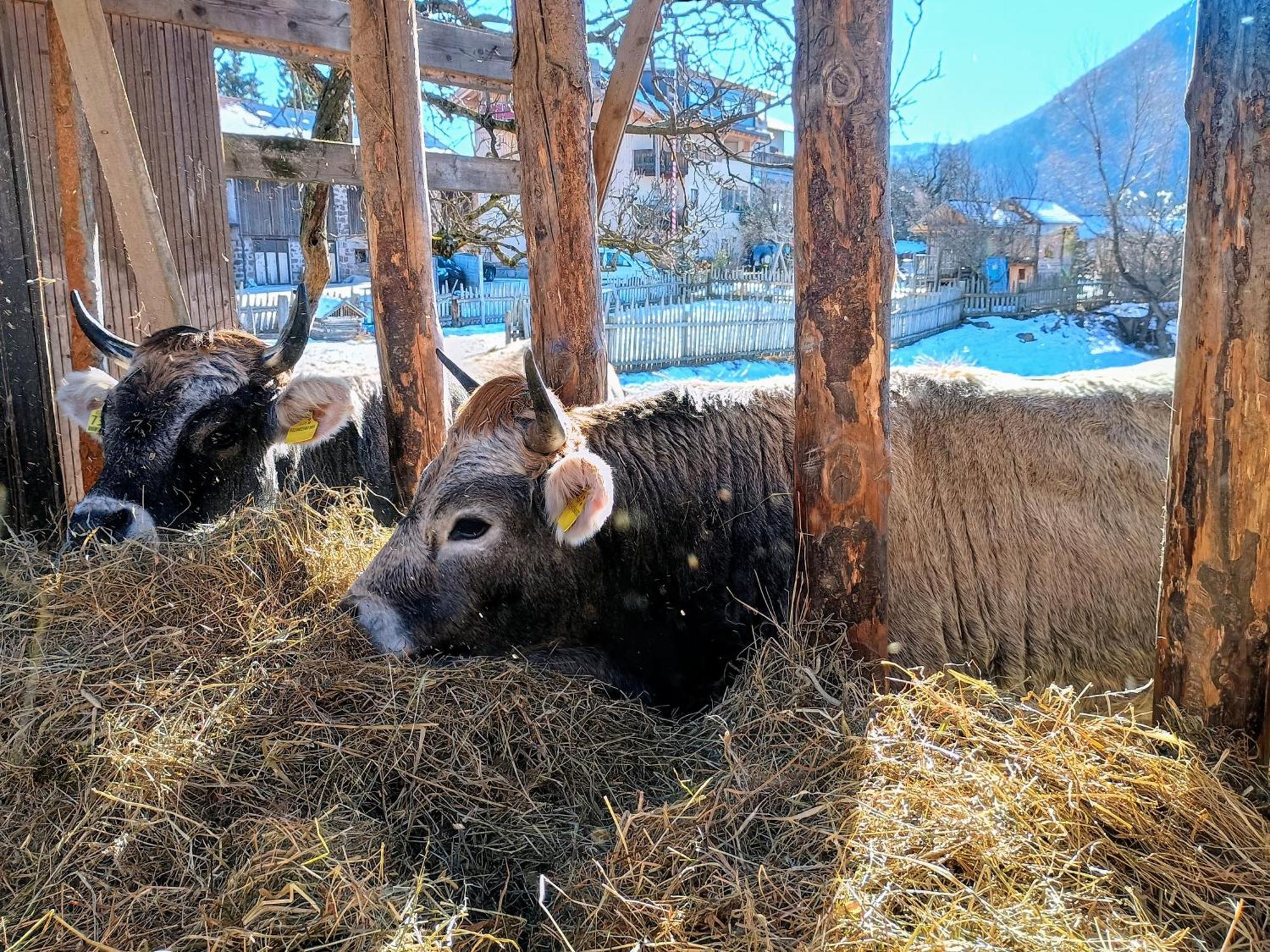Willa Koflhof Urlaub Auf Dem Bauernhof Aldino Zewnętrze zdjęcie